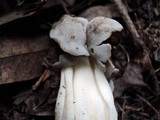 Helvella maculata image