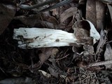 Helvella maculata image