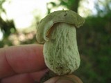 Austroboletus subflavidus image