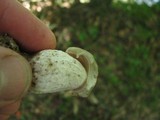 Austroboletus subflavidus image