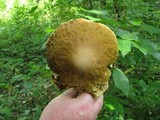 Boletus gertrudiae image
