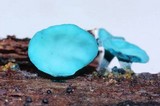 Chlorociboria aeruginascens image