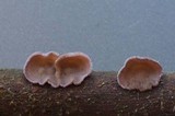 Cytidia stereoides image