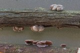 Cytidia stereoides image
