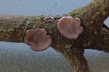Cytidia stereoides image