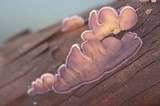Cytidia stereoides image