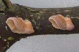 Cytidia stereoides image
