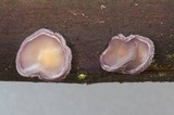Cytidia stereoides image