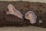 Cytidia stereoides image