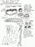 Cytidia stereoides image
