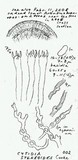 Cytidia stereoides image