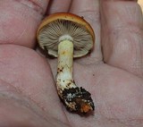 Pholiota velaglutinosa image