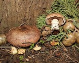 Agaricus brunneofibrillosus image