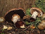 Agaricus brunneofibrillosus image