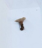 Coltricia cinnamomea image