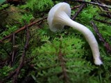 Hygrocybe russocoriacea image