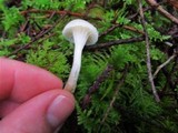 Hygrocybe russocoriacea image