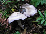 Cortinarius subfoetidus image