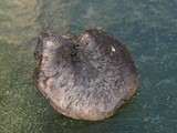 Sarcodon fuscoindicus image