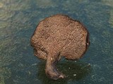 Sarcodon fuscoindicus image