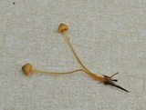 Mycena aurantiomarginata image