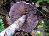 Cortinarius subfoetidus image