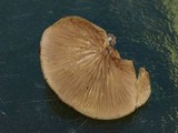 Crepidotus crocophyllus image