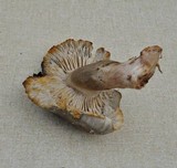 Tricholoma saponaceum image