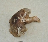 Tricholoma saponaceum image
