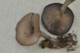 Pseudoclitocybe cyathiformis image