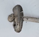 Amanita constricta image