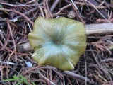 Entoloma incanum image