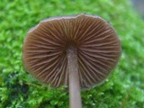 Entoloma hebes image