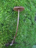 Entoloma hebes image
