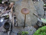 Entoloma hebes image