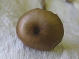 Entoloma hebes image