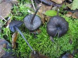 Entoloma chalybeum image