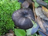 Entoloma chalybeum image