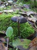 Entoloma chalybeum image