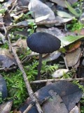 Entoloma chalybeum image