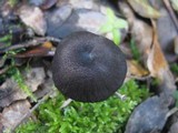 Entoloma chalybeum image