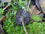Entoloma chalybeum image