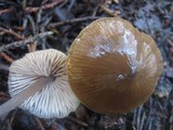 Entoloma hebes image