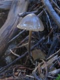 Entoloma hebes image
