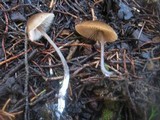 Entoloma hebes image