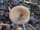 Entoloma hebes image