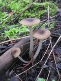 Entoloma chlorospilum image