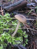 Entoloma chlorospilum image