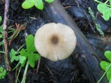 Entoloma chlorospilum image