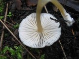 Entoloma chlorospilum image